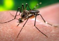 virus zika zanzare donne gravidanza
