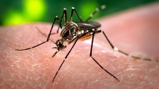 virus zika zanzare donne gravidanza